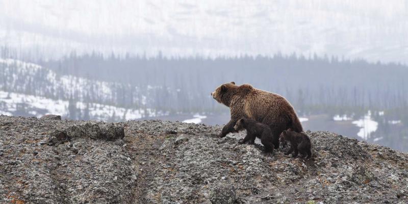 polynomial-chaos-method