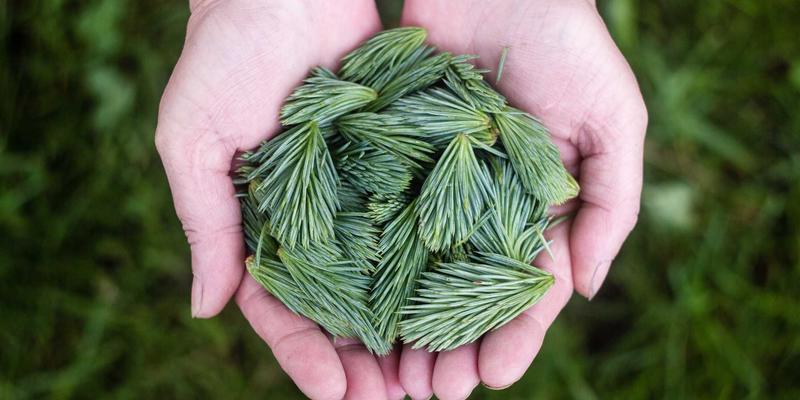 graph-neural-mesh-troubleshoot