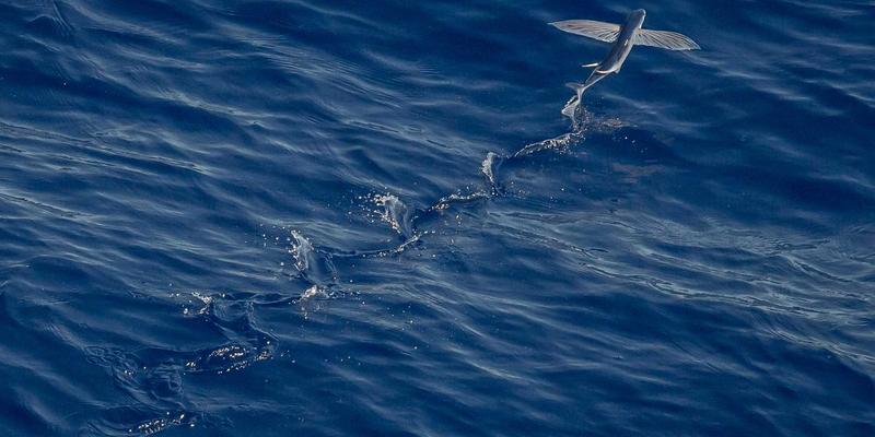 cte-gradient-design-theory