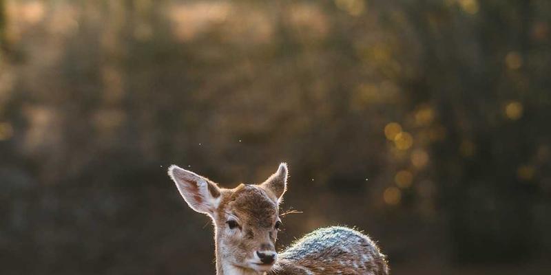 lorentz-force-vendor