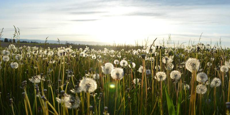 horn-antenna-advanced
