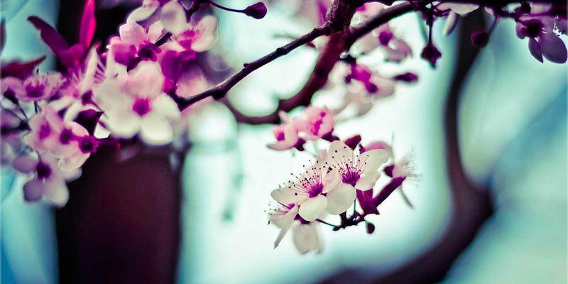 rogowski-coil-method