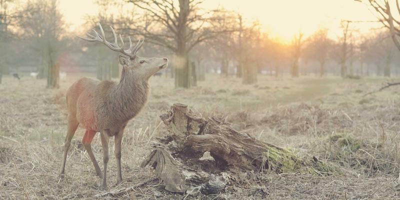 code-aster-thermal-method